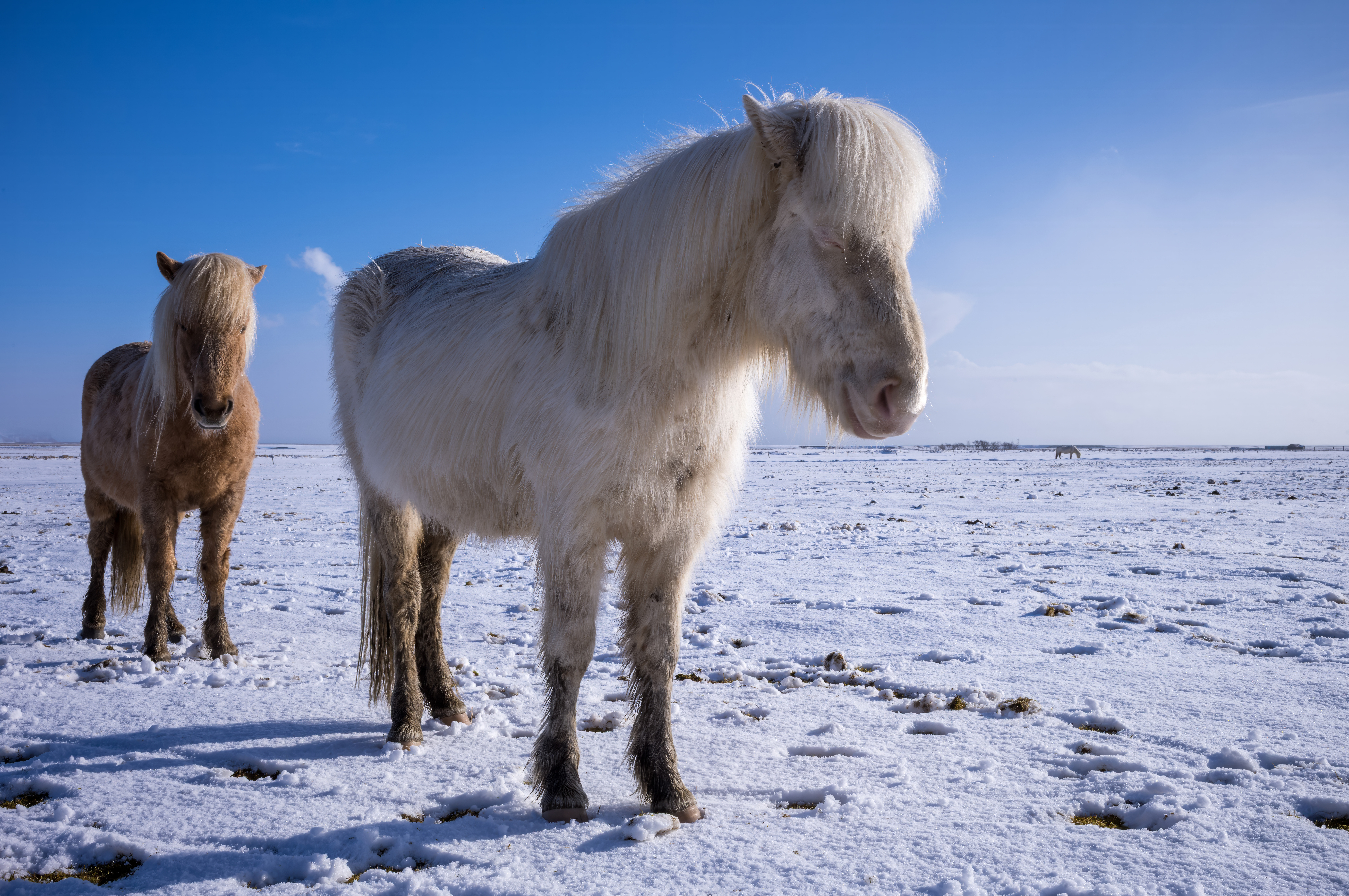 Arjun Photography, Icelandic Horses