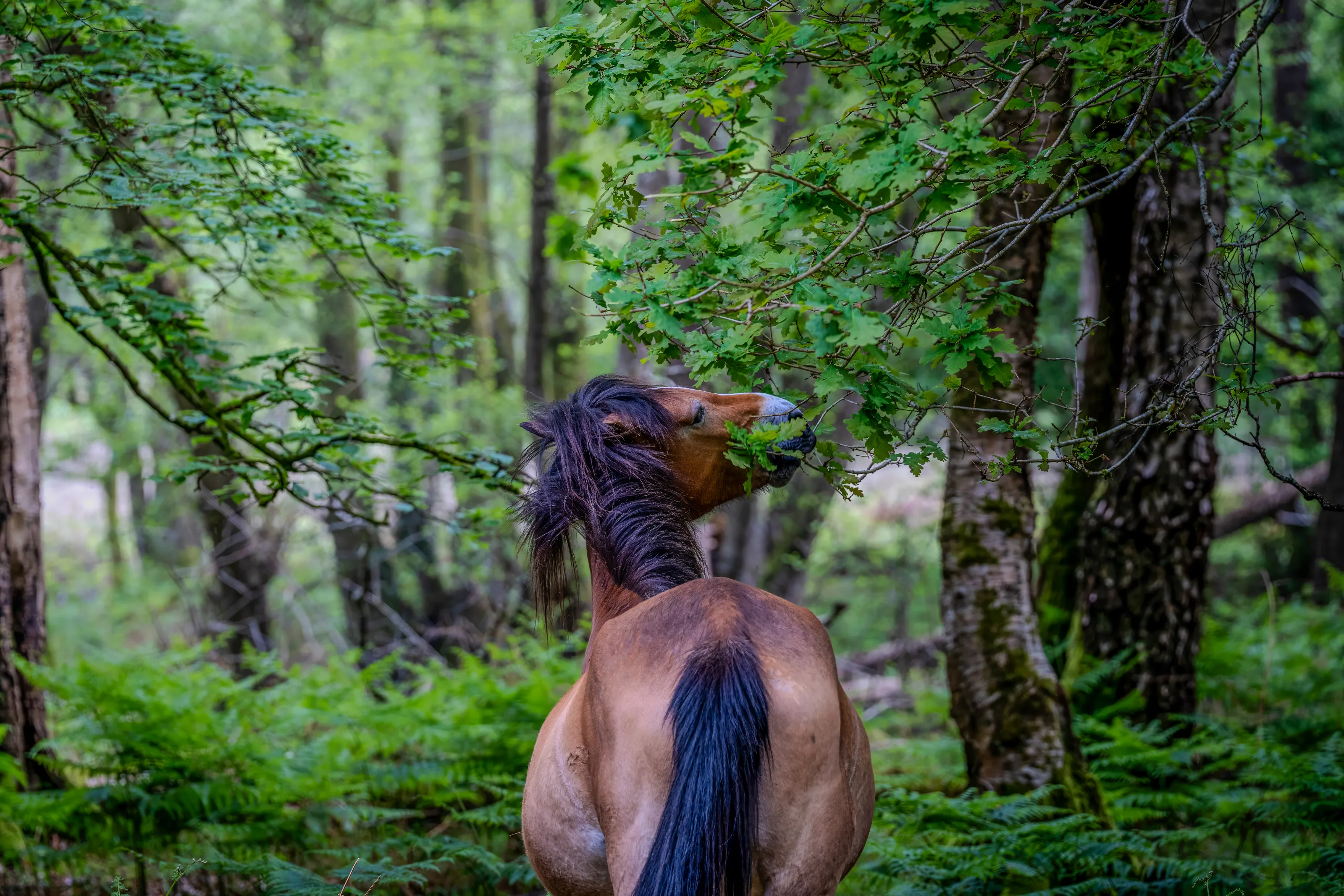 A wild New Forest pony reaches for leaves in dappled woodland light — unhurried, instinctive, perfectly at home in the ancient forest.